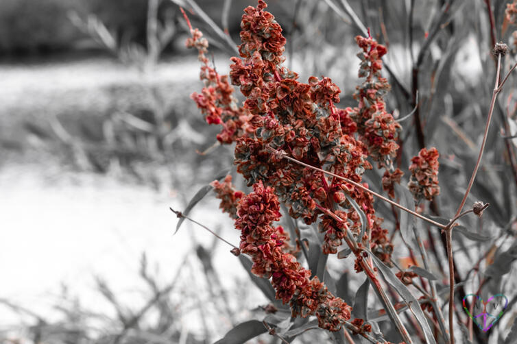 A beautiful spray of flowers at Meadow Creek Park