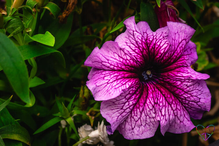 A close-up shot of a gorgeous purple flower