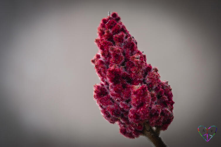A close-up shot of a flower with tiny clusters of blossoms
