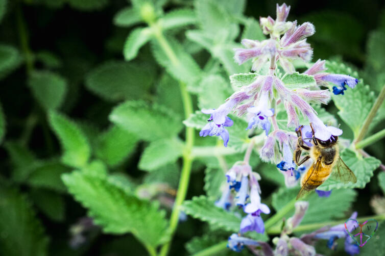 A close-up shot of a bee with its face absolutely buried in a flower blossom